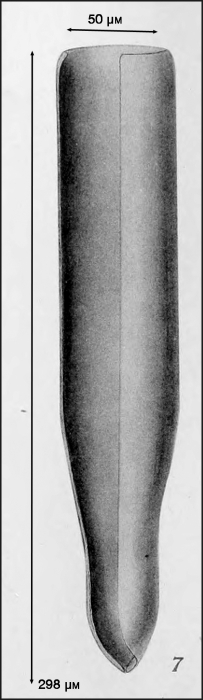 Illustration from Campbell 1942