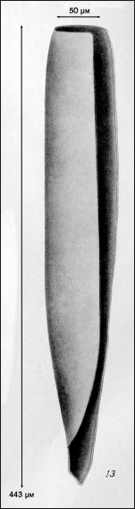 Illustration from Campbell 1942