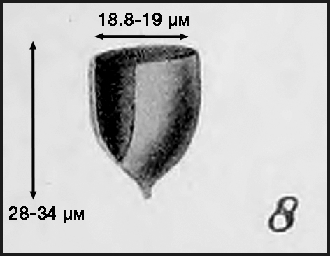 illustration from Campbell 1942