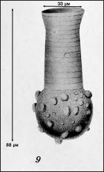 Illustration from Campbell 1942