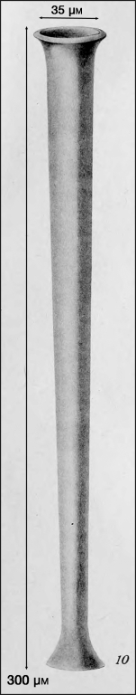 Illustration from Campbell 1942