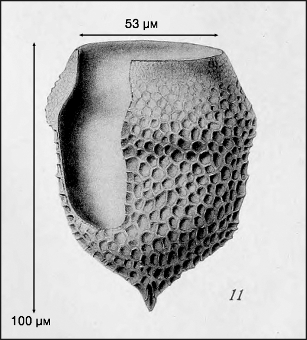 illustration from Campbell 1942