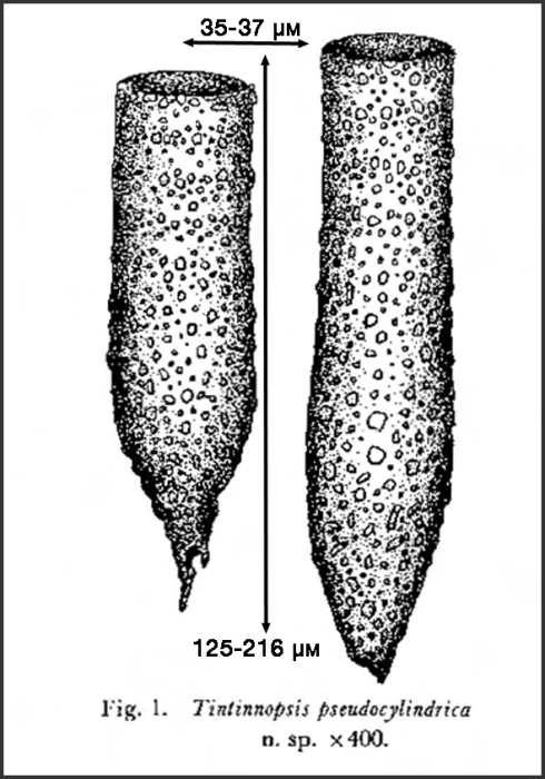 Illustration from Hada 1964