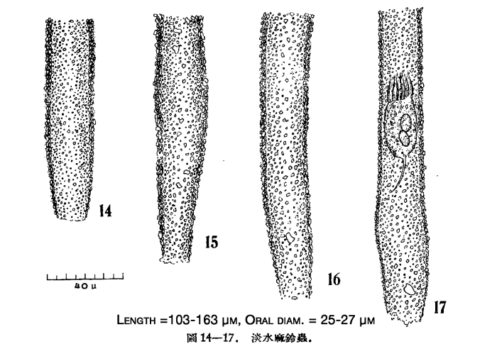 Illustration from Chiang 1956