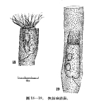 Illustration from Chiang 1965 