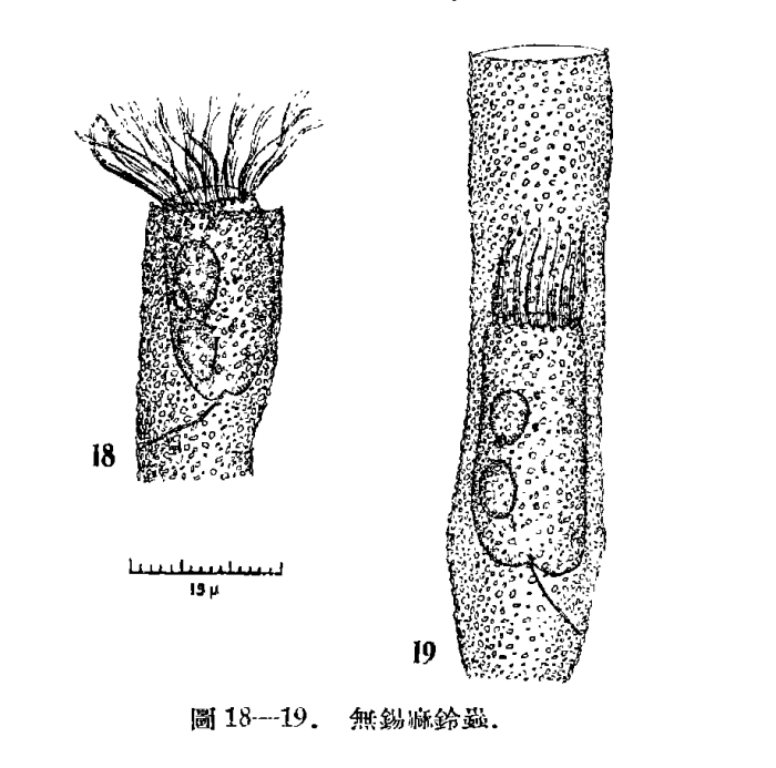 Illustration from Chiang 1965 