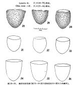illustration from Chiang 1956
