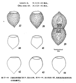 Illustration from Chiang 1956