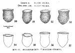 Illustration from Chiang 1956