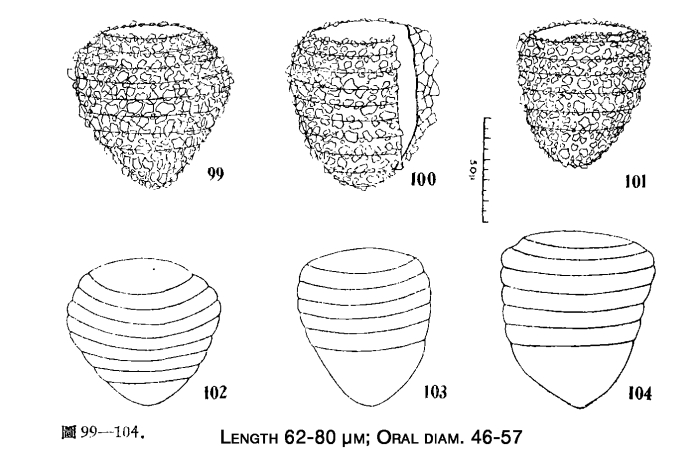Illustration from Chiang 1956