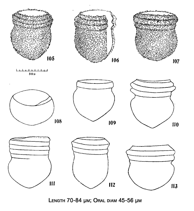 Illustration from Chiang 1956