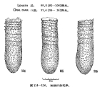 Illustration from Chiang 1956