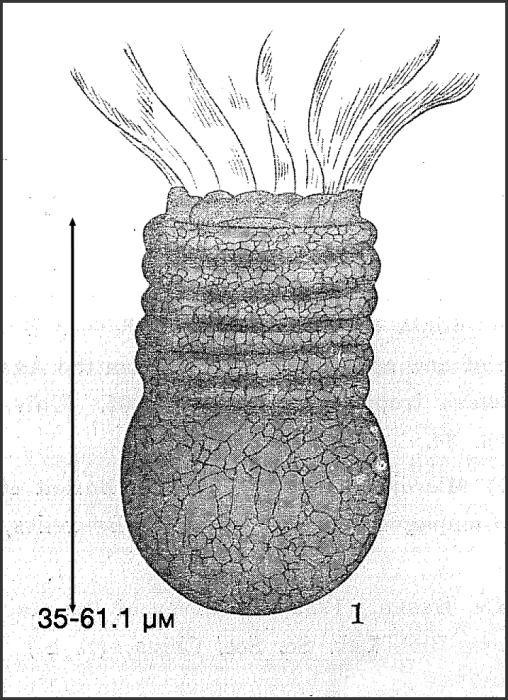 Illustration from Nie 1933, plate 1