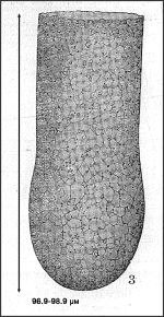 Illustration from Nie 1933