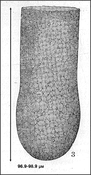 Illustration from Nie 1933