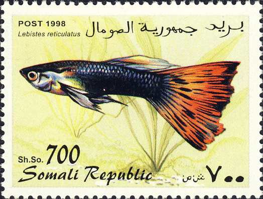 Lebistes reticulatus