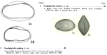 Cardobairdia glabra 