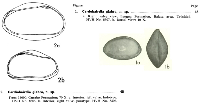 Cardobairdia glabra 