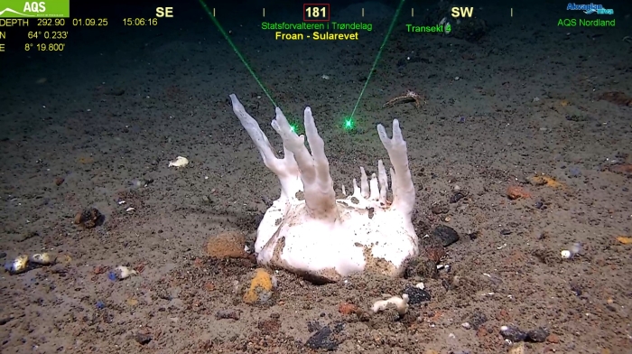 In situ, Sula Reef, Norway, 292 m