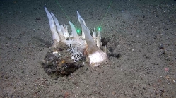 In situ, Sula Reef, Norway