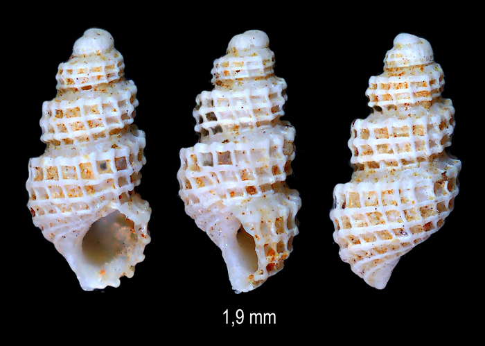 Mulderia spinosula (Micali, 1992)