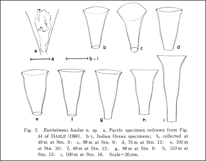 illustration from Tanuguchi &amp; Hada 1981