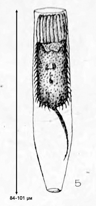 illustration from Stokes 1893