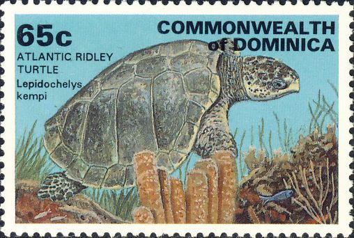 Lepidochelys kempii Lepidochelys kempii
