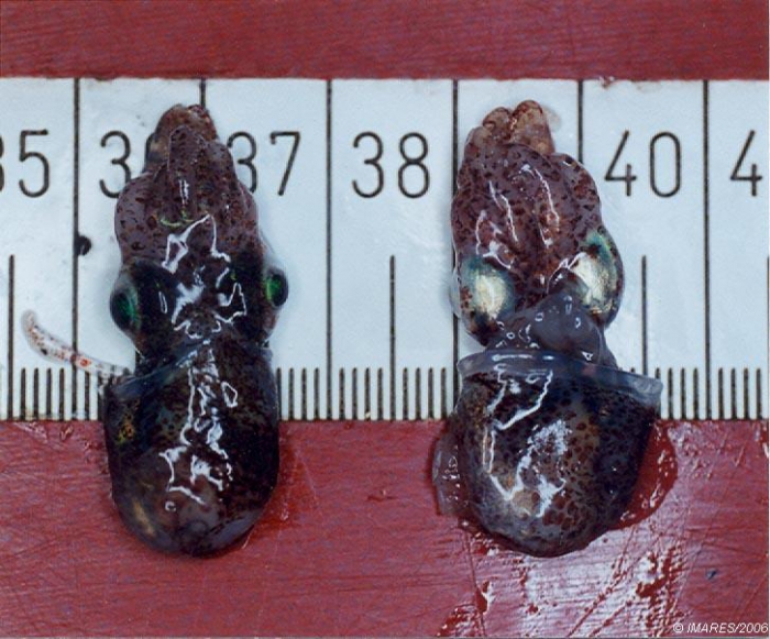 Sepiola sp. Sepiola sp.