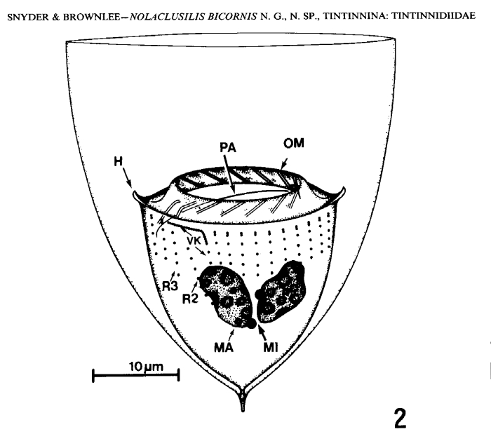 illustration from Synder &amp; Brownle 1991
