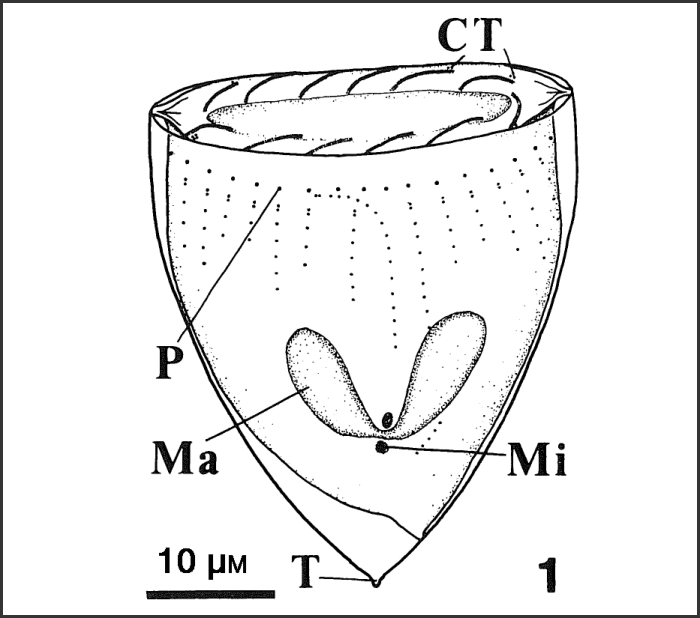 Illustration from Sniezek et al. 1991