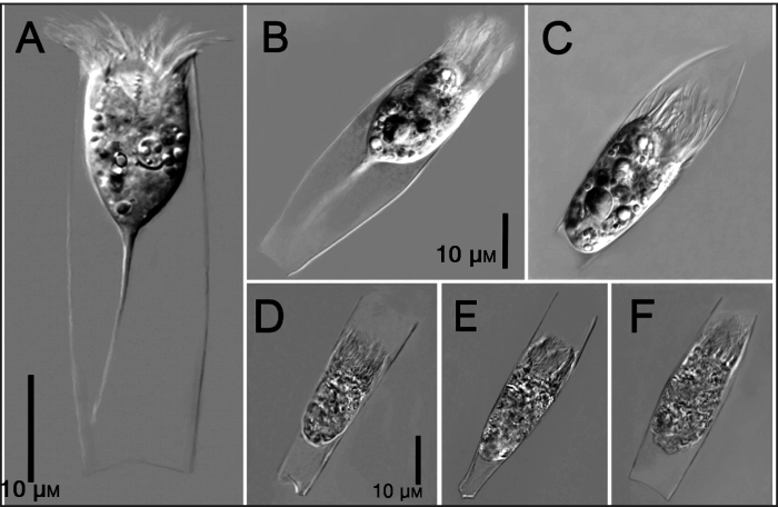 illustration from Smith et al. 2017