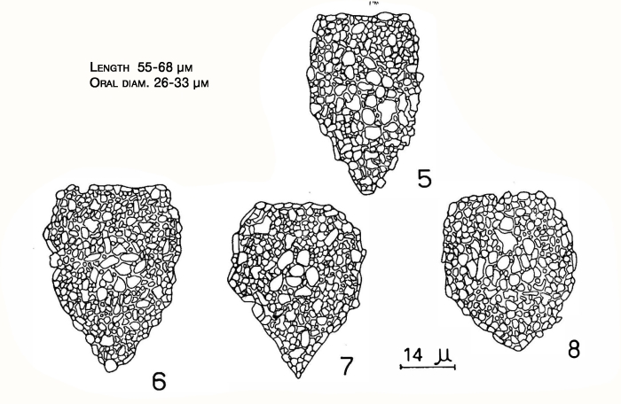 illustration from Souto 1973