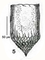 illustration from Paulmier 1997