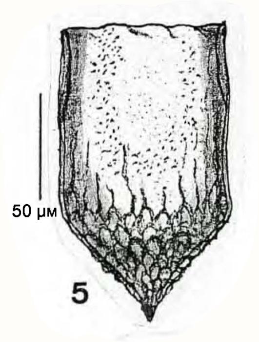 illustration from Paulmier 1997