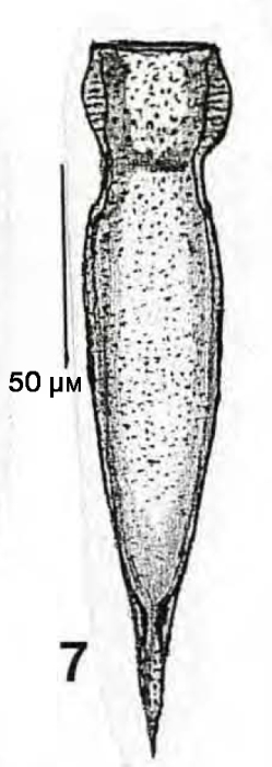 Illustration from Palmier 1997