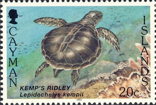 Lepidochelys kempii Lepidochelys kempii