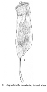 Cephalodella tenuiseta americana