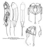 Cephalodella tenuiseta americana