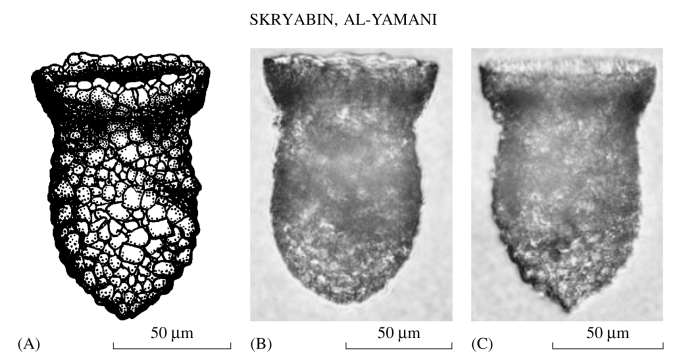 Illustration from Skryabin &amp; Al-Yamani 2006