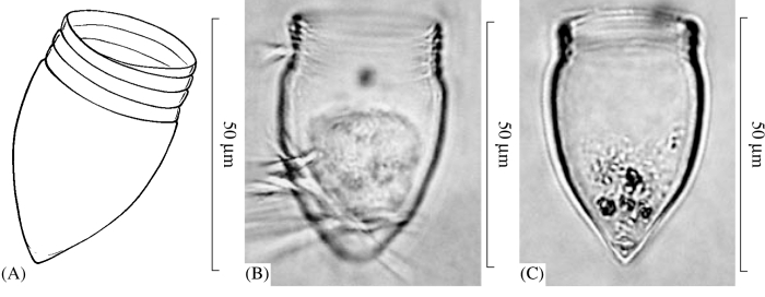 Illustration from Skryabin &amp; Al-Yamani 2006
