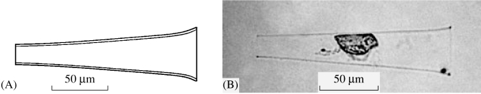 Illustrations from Skryabin &amp; Al-Yami 2006