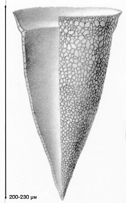 illustration from Brandt 1907