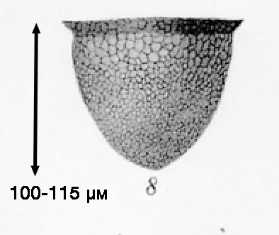illustration from Brandt 1907