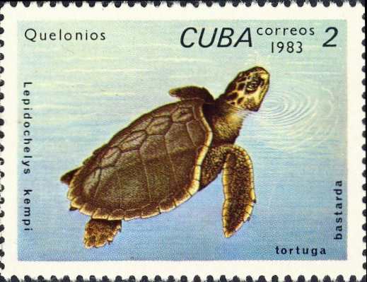 Lepidochelys kempii Lepidochelys kempii