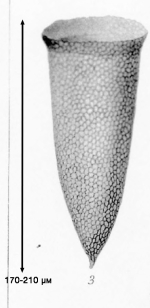 Illustration from Brandt 1907