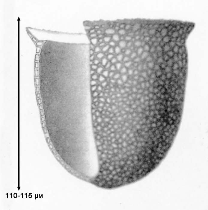 Illustration from Brandt 1907