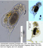 Cephalodella acidophila