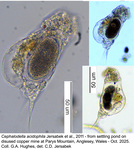 Cephalodella acidophila