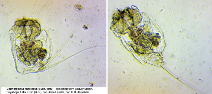 Cephalodella tenuiseta